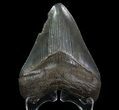 Serrated, Fossil Megalodon Tooth - Georgia #65766-1